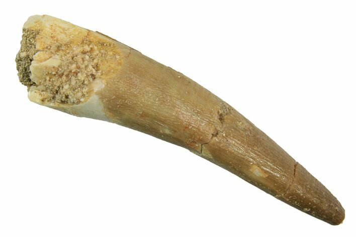 Fossil Plesiosaur (Zarafasaura) Tooth - Morocco #298342